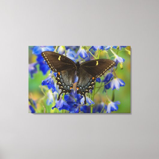 Monarch Butterfly | Danaus Plexippus Leinwanddruck (Vorderseite)