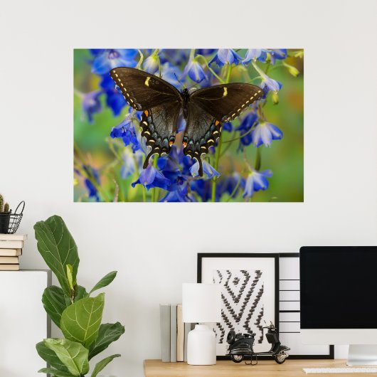Monarch Butterfly | Danaus Plexippus Poster (Heimbüro)