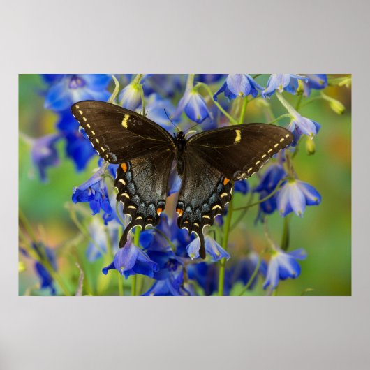 Monarch Butterfly | Danaus Plexippus Poster (Vorne)