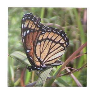 Monarch Butterfly Decorative Tile Fliese