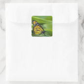 Monarch Butterfly Designkleber Quadratischer Aufkleber (Tasche)