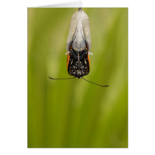 Monarch Butterfly entstand aus Kokokarte