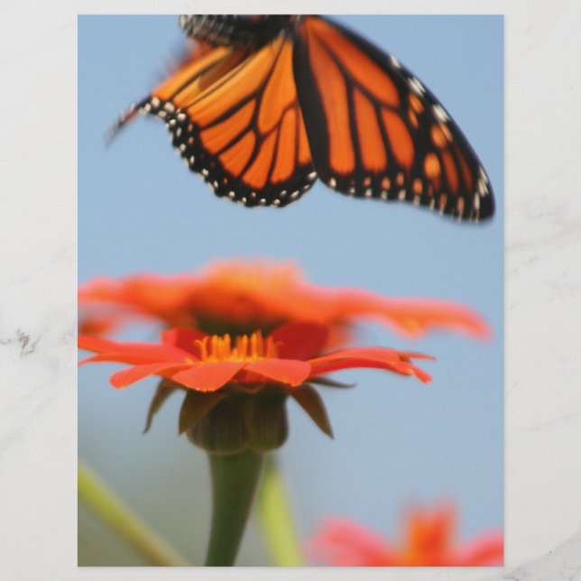 Monarch Butterfly fliegt (Vorderseite)