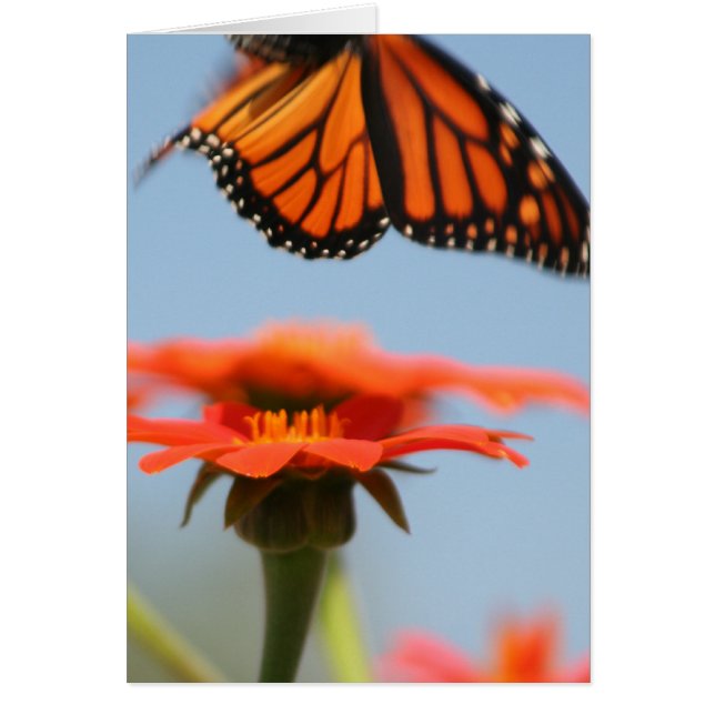Monarch Butterfly fliegt (Vorne)