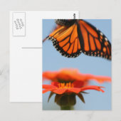 Monarch Butterfly fliegt Postkarte (Vorne/Hinten)