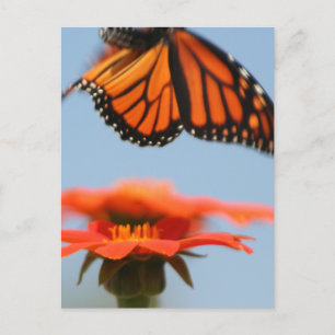 Monarch Butterfly fliegt Postkarte