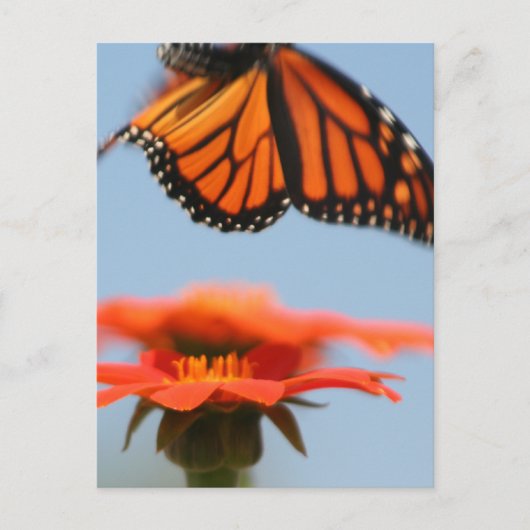 Monarch Butterfly fliegt Postkarte (Vorderseite)