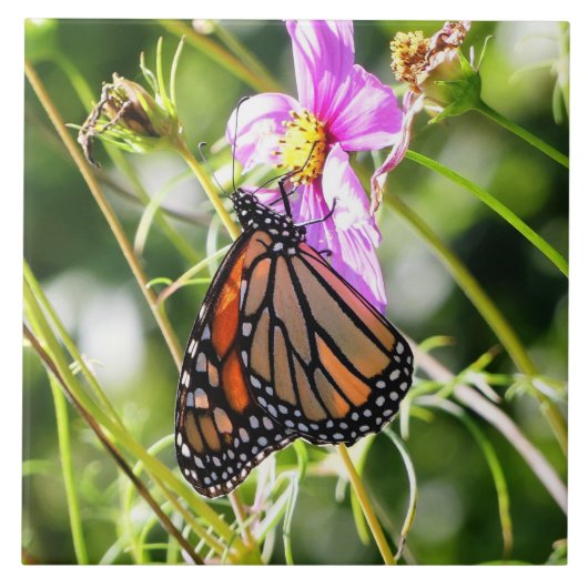 Monarch Butterfly Fliese (Vorderseite)