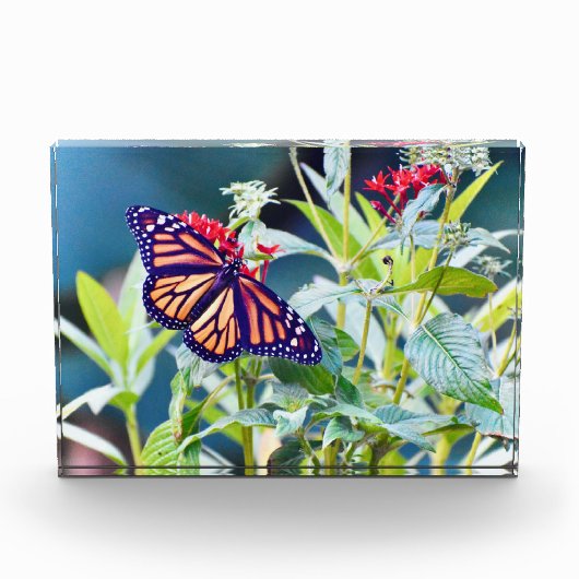 Monarch Butterfly-Foto Fotoblock (Vorderseite)