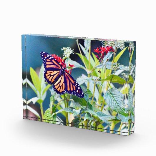 Monarch Butterfly-Foto Fotoblock (Rechts)