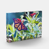 Monarch Butterfly-Foto Fotoblock (Links)