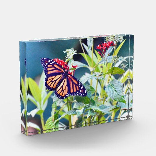 Monarch Butterfly-Foto Fotoblock (Links)