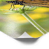 Monarch Butterfly-Foto Fotodruck (Ecke)