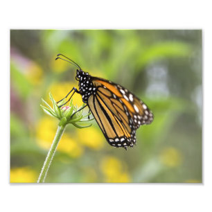 Monarch Butterfly-Foto Fotodruck