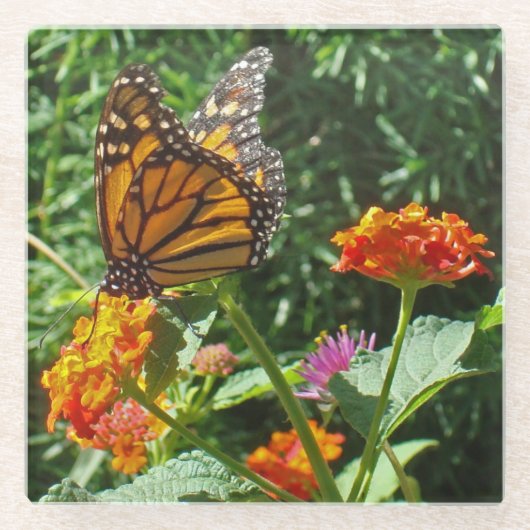 Monarch Butterfly Foto Helle Blume Natur Glasuntersetzer (Vorderseite)