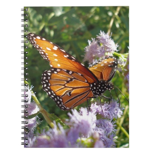 Monarch Butterfly Foto Lila Blume Natur Notizblock (Vorderseite)