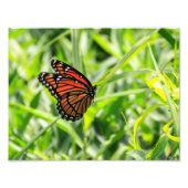 Monarch Butterfly Fotodruck (Vorne)