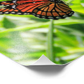 Monarch Butterfly Fotodruck (Ecke)