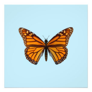 Monarch Butterfly Fotodruck