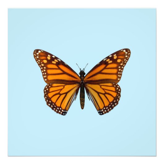 Monarch Butterfly Fotodruck (Vorne)