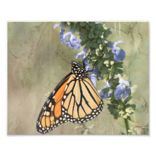 Monarch Butterfly Fotografie drucken