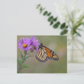 Monarch Butterfly-Fotografien Postkarte (Stehend Vorderseite)