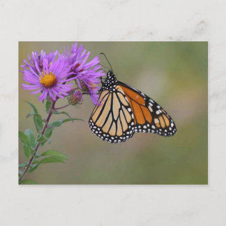 Monarch Butterfly-Fotografien Postkarte