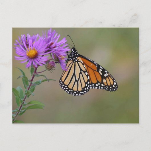 Monarch Butterfly-Fotografien Postkarte (Vorderseite)
