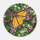 Monarch Butterfly fotografisch Magnet (Vorne)