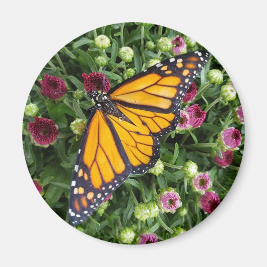 Monarch Butterfly fotografisch Magnet (Vorne)