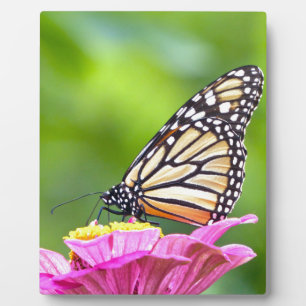 Monarch Butterfly Fotoplatte