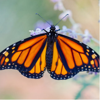 Monarch Butterfly Freistehende Fotoskulptur