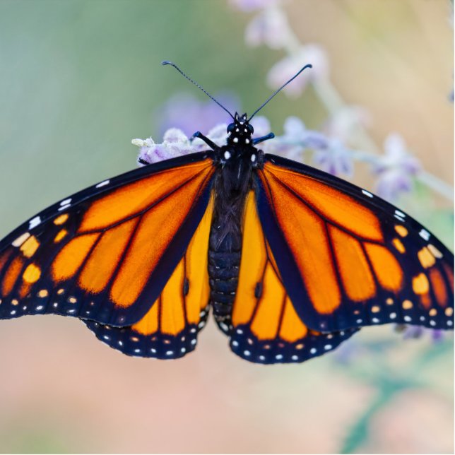 Monarch Butterfly Freistehende Fotoskulptur (Vorne)