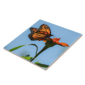 Monarch Butterfly Füttre auf Orange Blume Fliese (Seite)