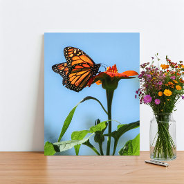 Monarch Butterfly Füttre auf Orange Blume Fotodruck