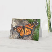 Monarch Butterfly Geburtskarte Karte (Vorderseite)