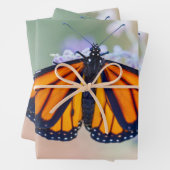 Monarch Butterfly Geschenkpapier Set (Beispiel)