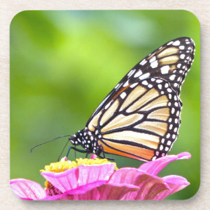 Monarch Butterfly Getränkeuntersetzer