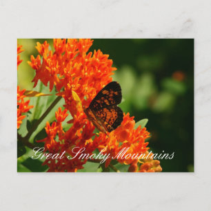 Monarch Butterfly Große Smokygebirge Postkarte