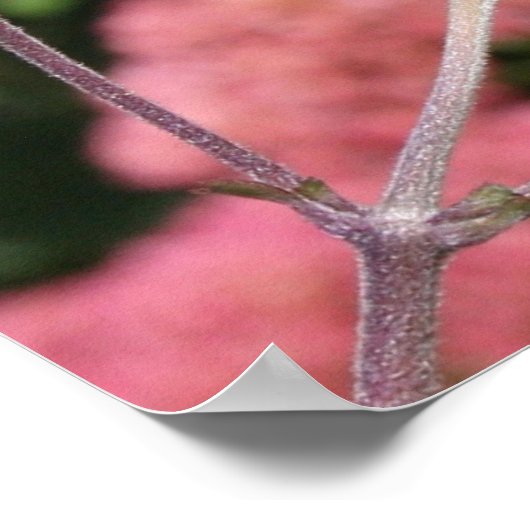 Monarch Butterfly I Poster (Ecke)