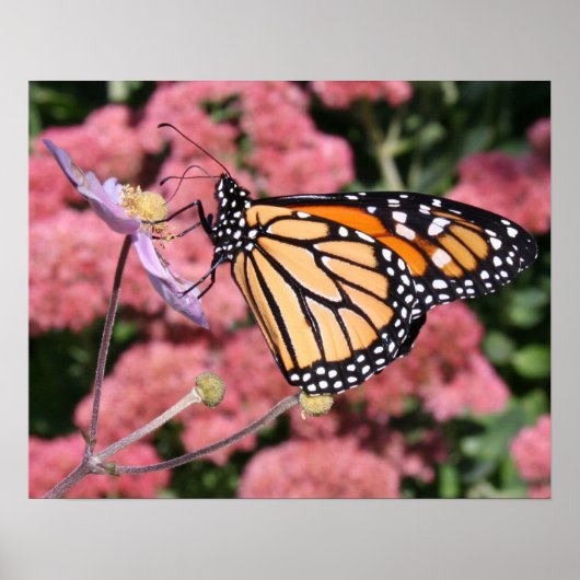 Monarch Butterfly I Poster (Vorne)