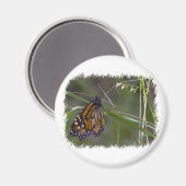 Monarch Butterfly im Gras Magnet (Vorderseite/Rückseite)