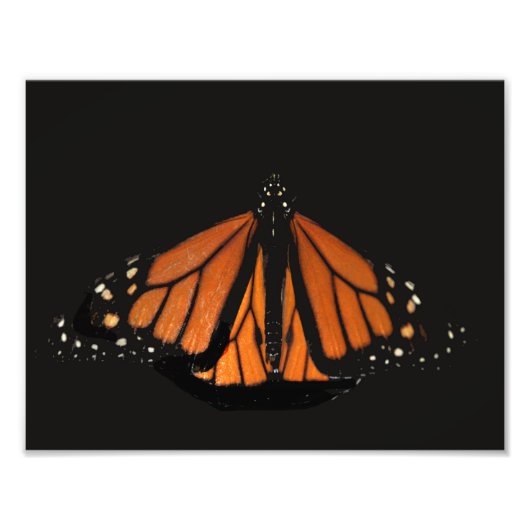 Monarch Butterfly im Schlüssel von Orange Fotodruck (Vorne)