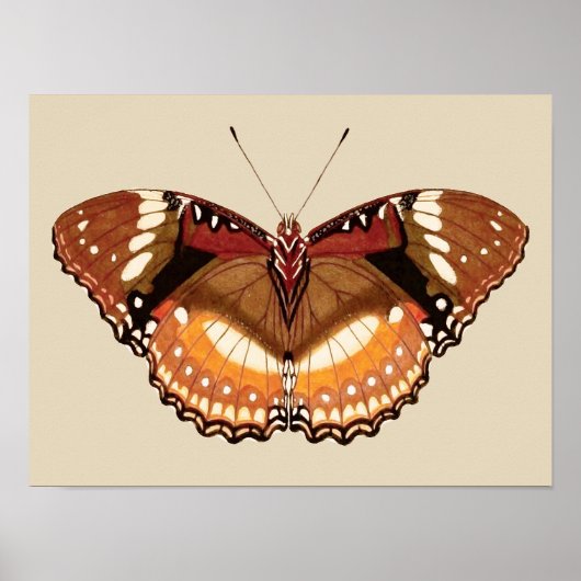Monarch Butterfly in Brown, Rost und Creme Poster (Vorne)