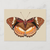 Monarch Butterfly in Brown, Rost und Creme Postkarte (Vorderseite)