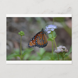 Monarch Butterfly in der Schmetterlingserie von Le Postkarte