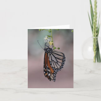 Monarch Butterfly Karte