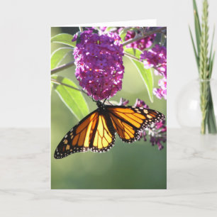 Monarch Butterfly Karte