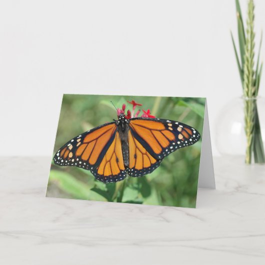 Monarch Butterfly Karte (Vorderseite)