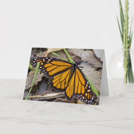 Monarch Butterfly Karte (Vorderseite)